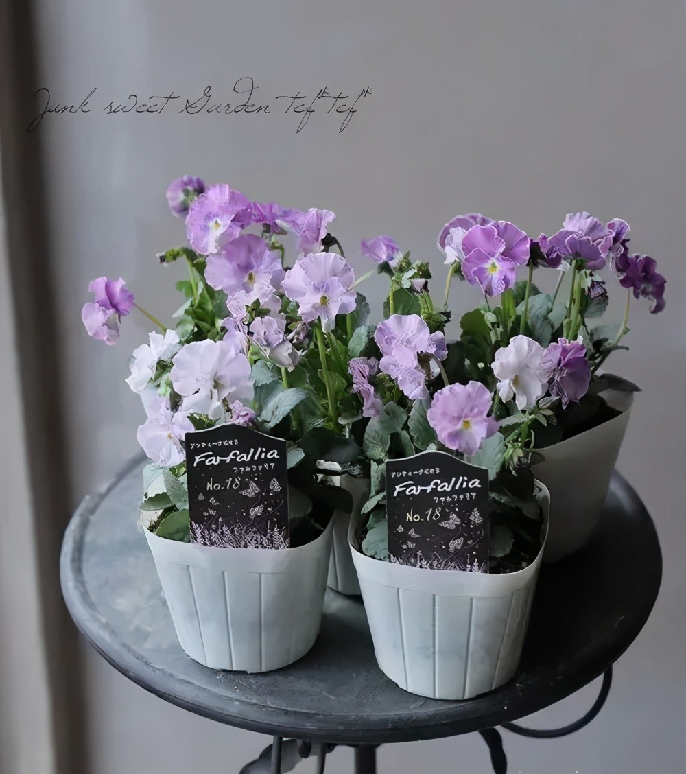 角堇和皱边角堇哪个花大,皱边角堇和穗边角堇的区别