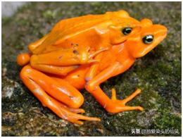 想要转运有什么办法,想要转运戴什么好