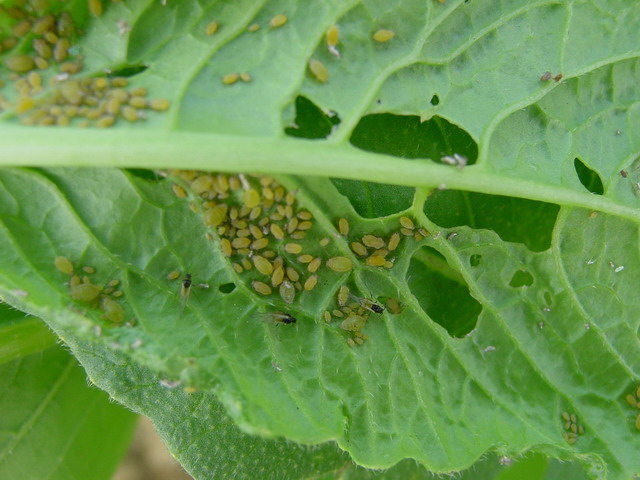 桃树蚜虫什么时间用药防治最好,桃树蚜虫从什么开始防治