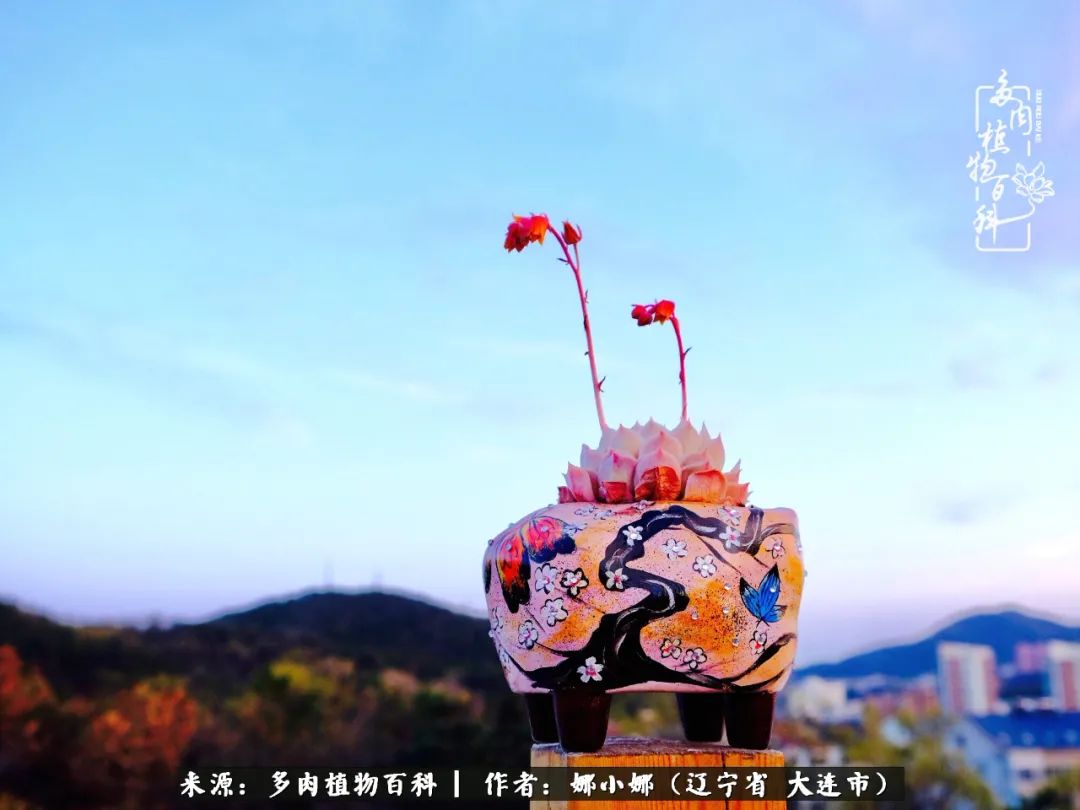 你是盆我是花，你护我周全，我为你绽放