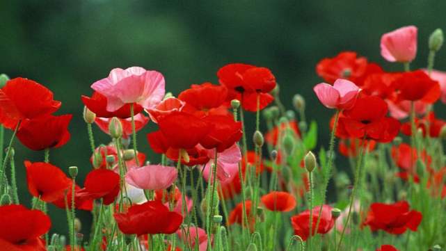 怎么安抚生气的金牛,怎样哄十二星座生气的人