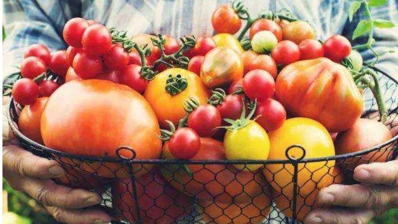 霍尊,连裤袜和番茄