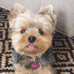 可爱呆萌的小奶狗视频,可爱可奶呆萌的小奶狗