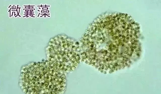 你认识的水生植物有什么,你认识的海洋生物