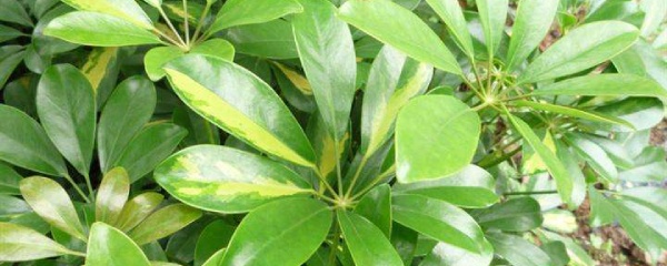 鸭脚木掉叶子施什么肥,鸭脚木掉叶子发白