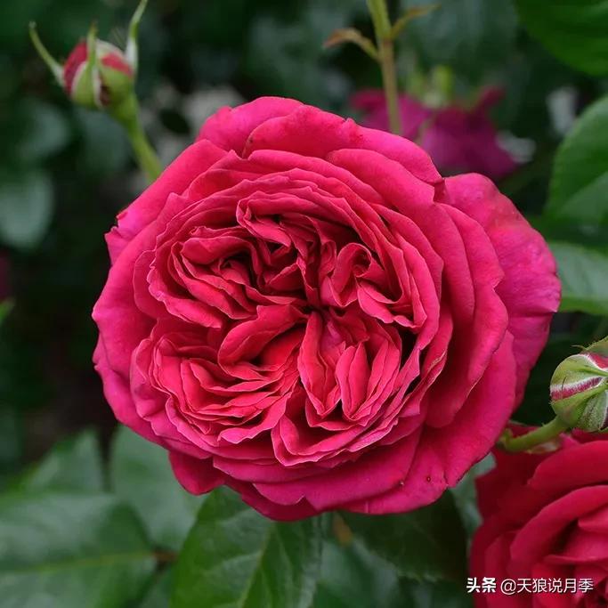 浪漫者的情怀，实用派的操作，一起来邂逅这8款法式月季