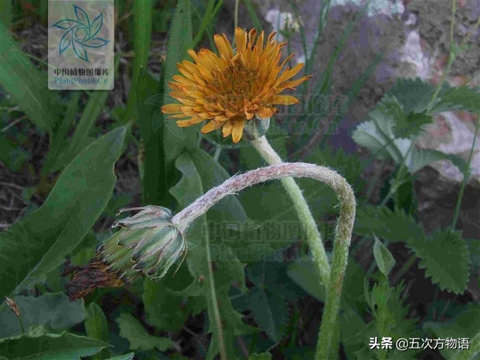 蒲公英泡水喝的利与弊你了解多少,关于蒲公英的知识科普