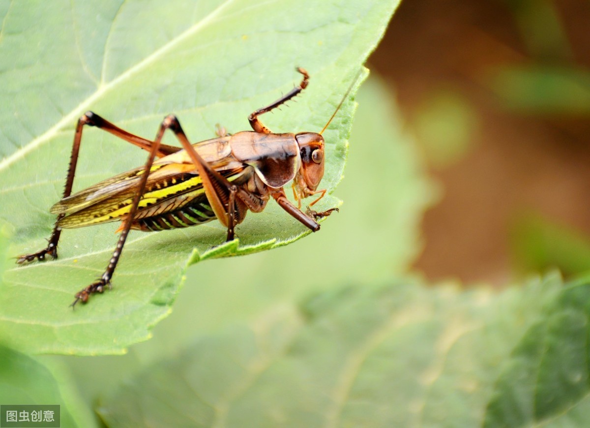 蝈蝈传统饲养,饲养蝈蝈的历史