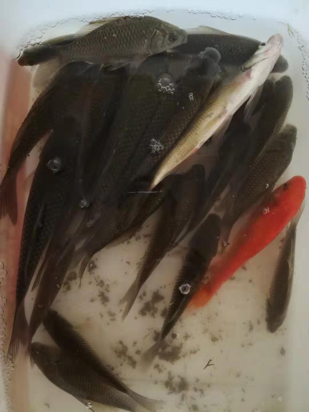 500g大鲫大鲤钓鱼添加剂,钓鱼小药添加剂一瓶搞定价格表