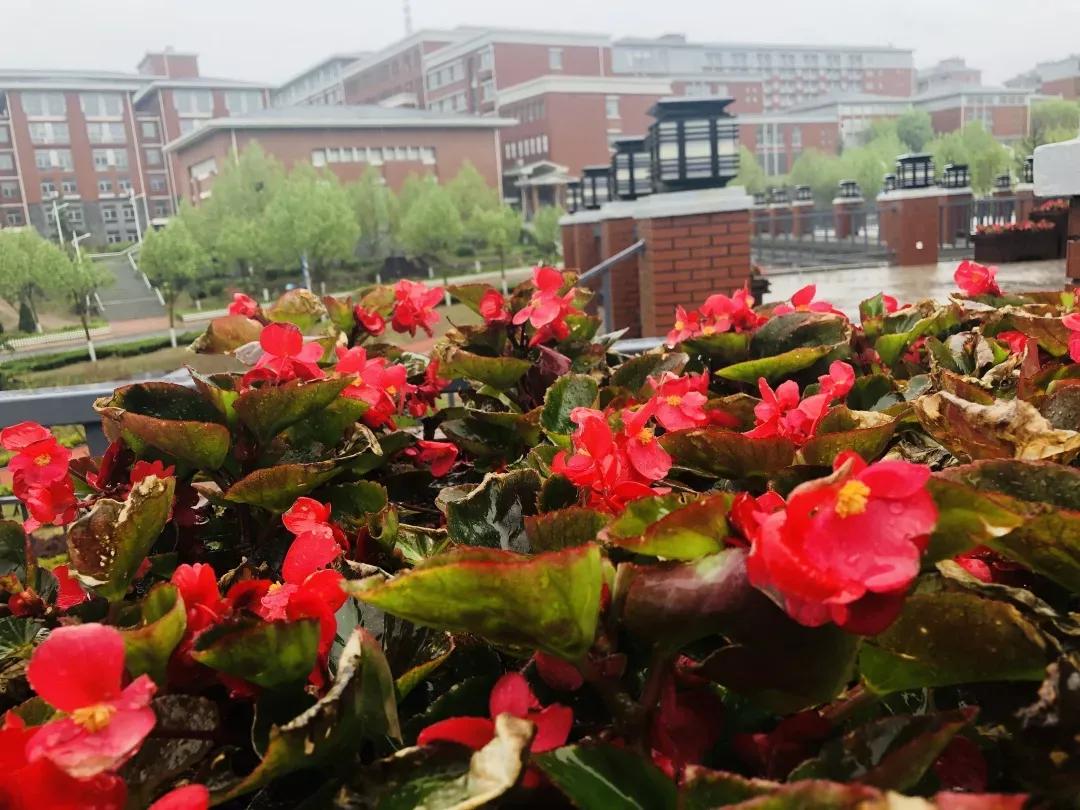 民办学校大连艺术学院全国排名,大连艺术学院辽宁排名