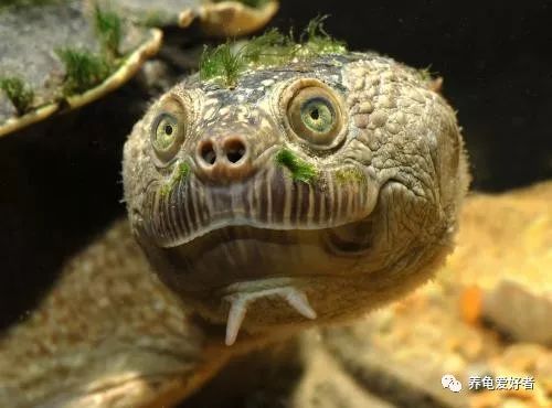 小龟冬眠苏醒腐皮腐甲,龟冬眠过后怎么处理