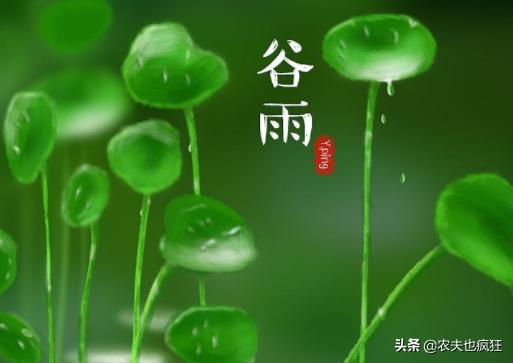 谷雨天气下雨是什么意思,谷雨是什么意思谷雨的来历和习俗