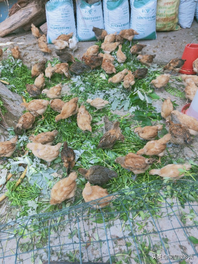 在农村做什么小养殖一年能挣十万,在老家搞养殖怎么赚钱