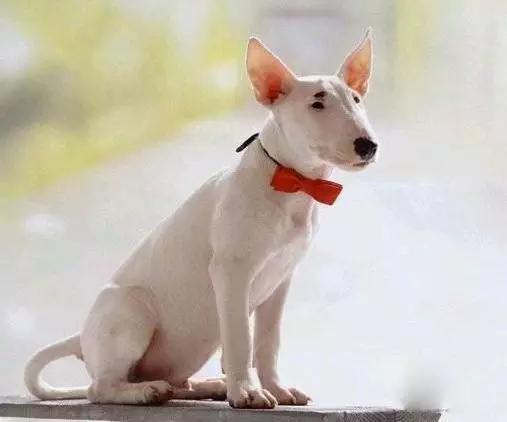 推荐各种狗狗的类型,10种有型罕见的狗狗