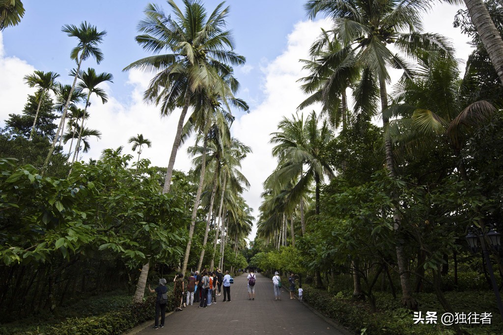 热带植物的百科全书，匪夷所思的植物王国，兴隆热带植物园