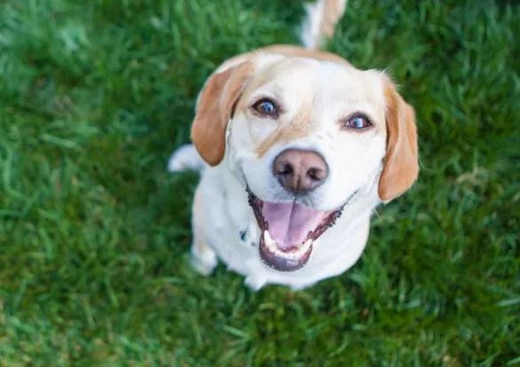 狗狗这些行为出现得越频繁越爱你,狗狗有这5种现象它是在跟你道别
