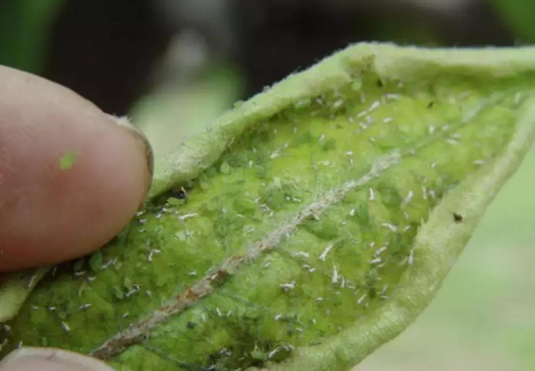 梨树叶子被吃虫害图片及防治方法,梨树八大虫害高清图谱防治方法