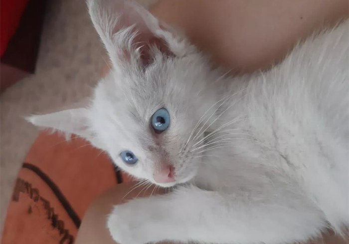 白毛蓝眼睛的猫咪是什么品种,白毛蓝眼睛的猫性格