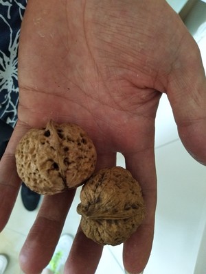 核桃黑斑病的防治时间,核桃黑斑病是真菌还是细菌