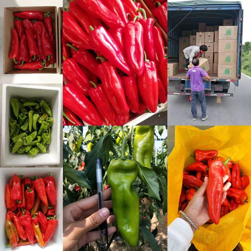 宁都千椒百味,宁都特色菜青菜