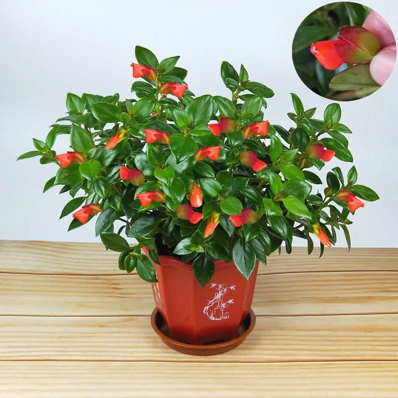 室内四季好养的双色金鱼吊兰,金鱼吊兰哪种好看