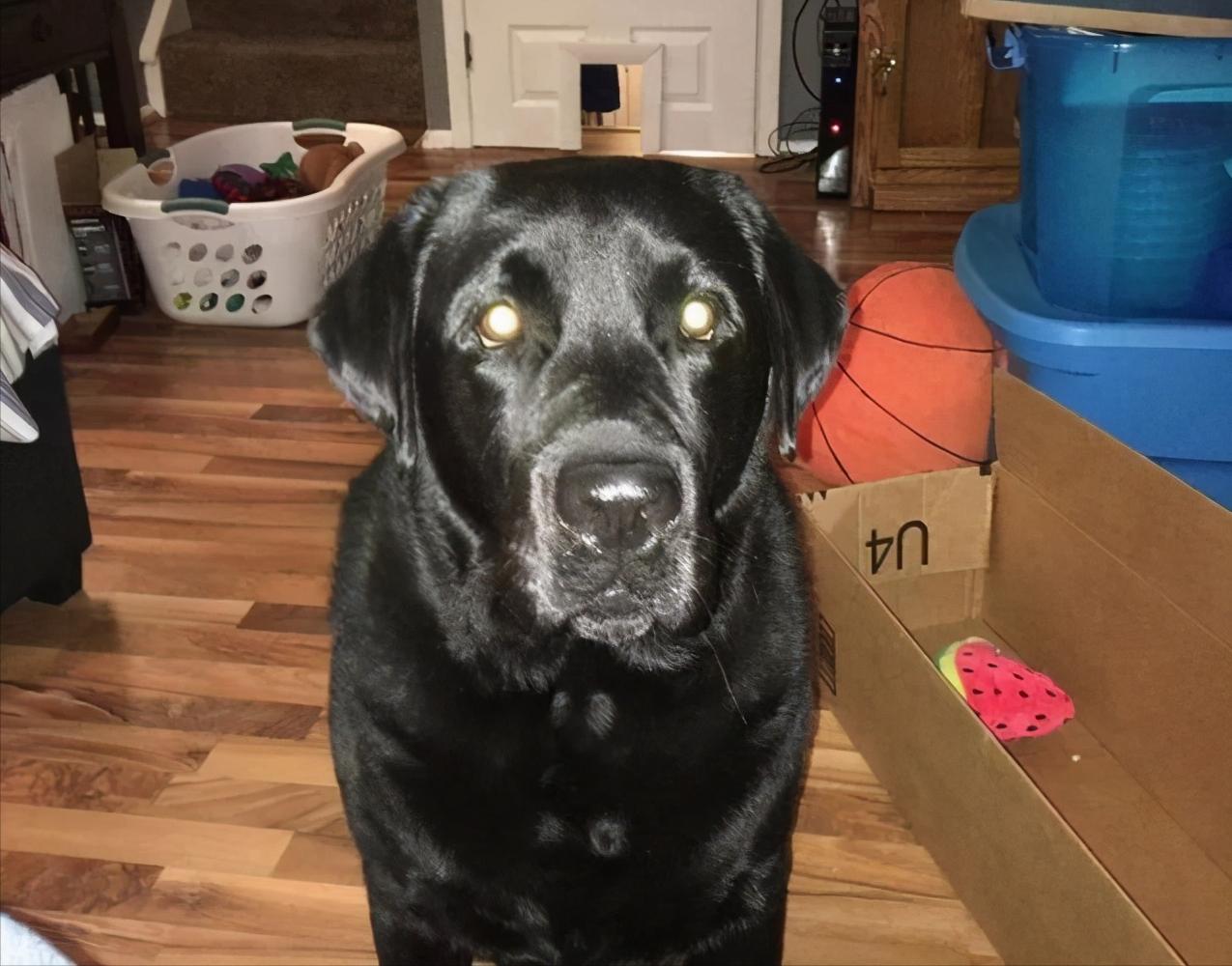 为什么养狗的人很脏,为什么养狗的人会让别人感到讨厌