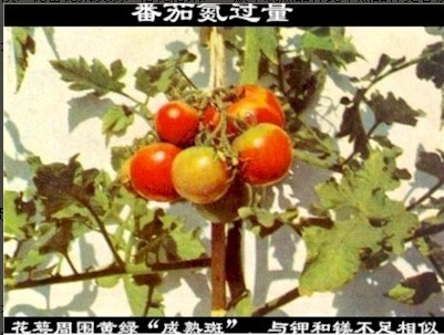 番茄微量元素肥害,番茄肥害叶子表现图片