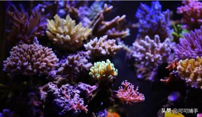 海水养殖协会,海水养殖业技术创新联盟