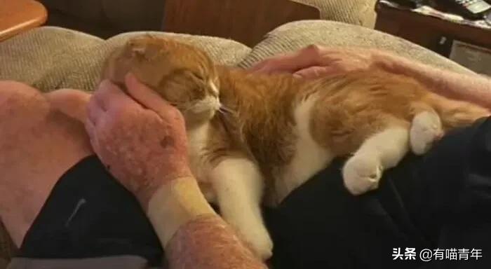 养猫也能治疗癌症?是真的