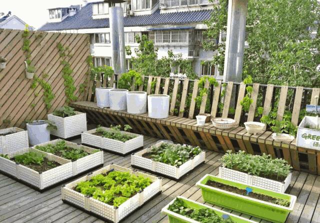 阳台种花种菜怎么养才茂盛,楼房阳台种菜的种植方法