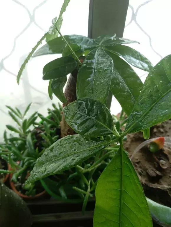 发财树不长新叶是怎么回事,发财树一直不长不高怎么办