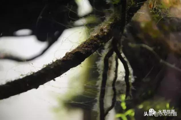 草缸常见10种藻类的解决方法,草缸藻类生物防治方法