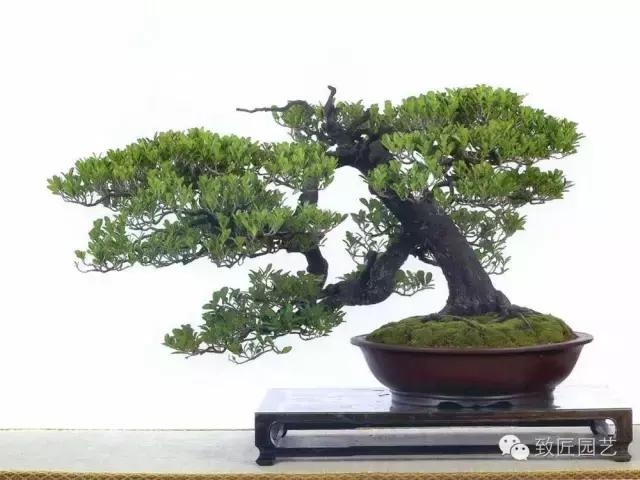 盆景造型基础知识学习树冠比例,盆景造型后期枝条怎么分化