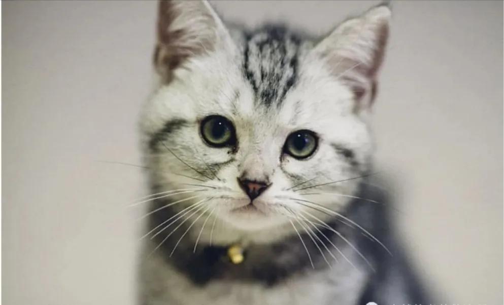 四本冷门但内容绝佳的都市小说,六部风格迥异的经典都市小说