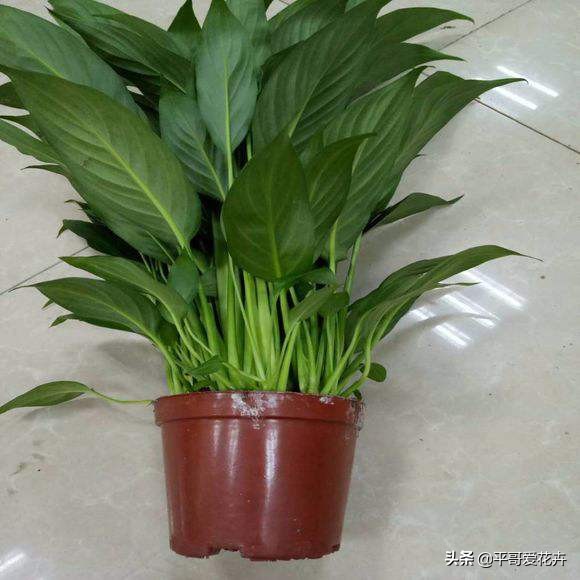 一帆风顺叶子发蔫怎么补救水培,一帆风顺黄叶怎么补救最快方法