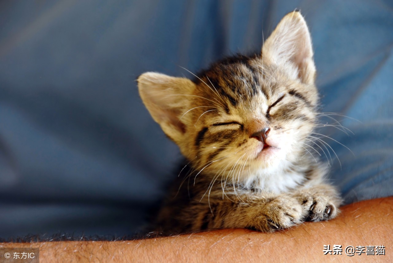 猫癣没那么可怕啦,猫癣真的很可怕吗