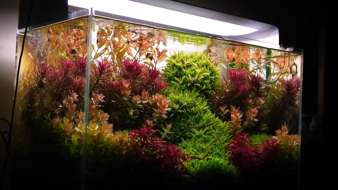 新开水草缸水浑发臭怎么办,新开草缸水草老是飘起来