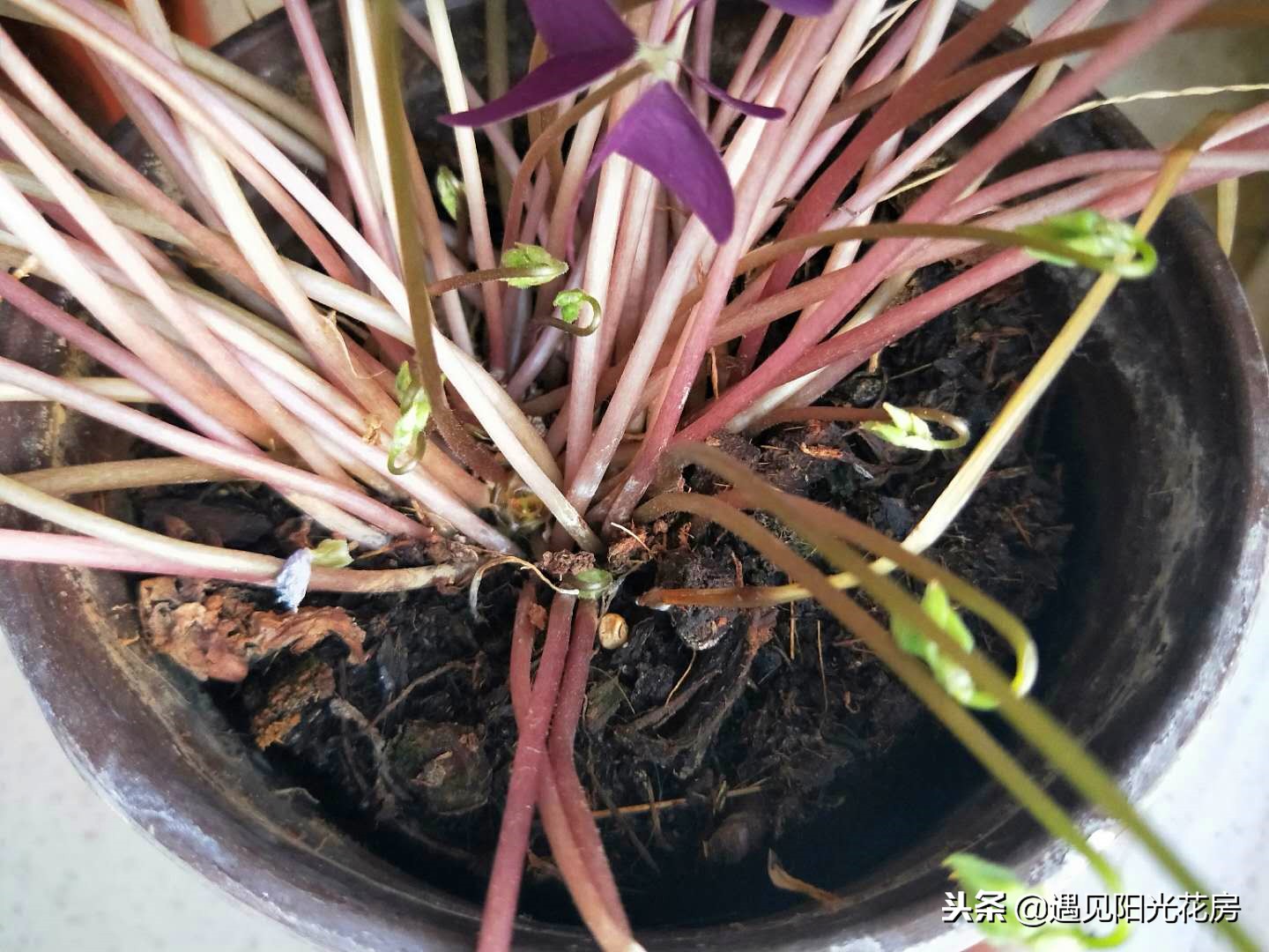 紫叶酢浆草的叶子烂怎么办,紫叶酢浆草的叶子黄边怎么办