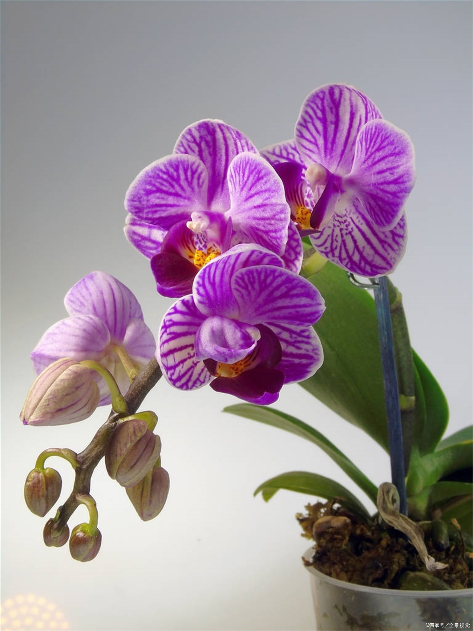 这几种花卉,冬天在家养上几盆,高端大气上档次