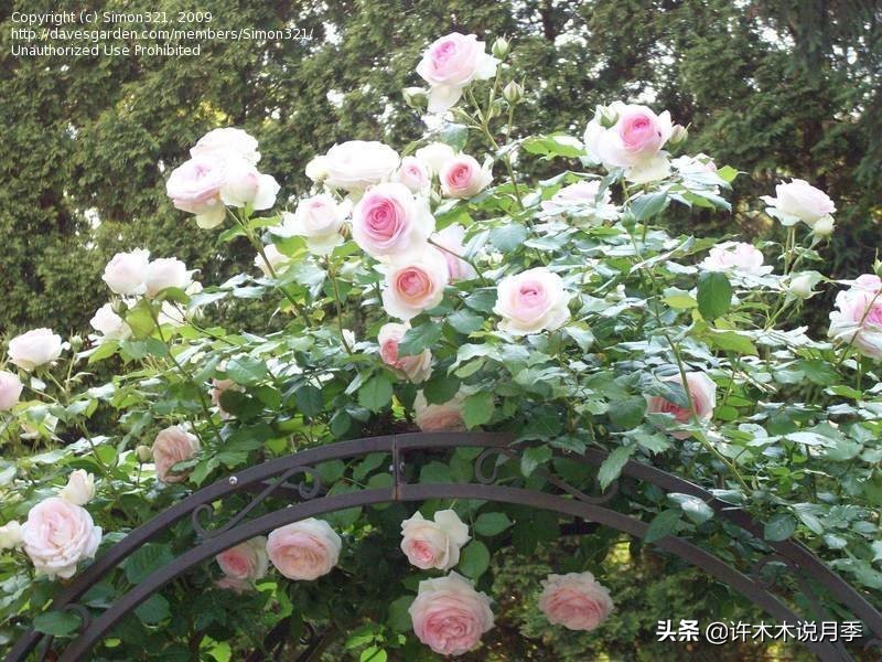 如何制作月季的肥料,月季自制液体肥怎么用最好