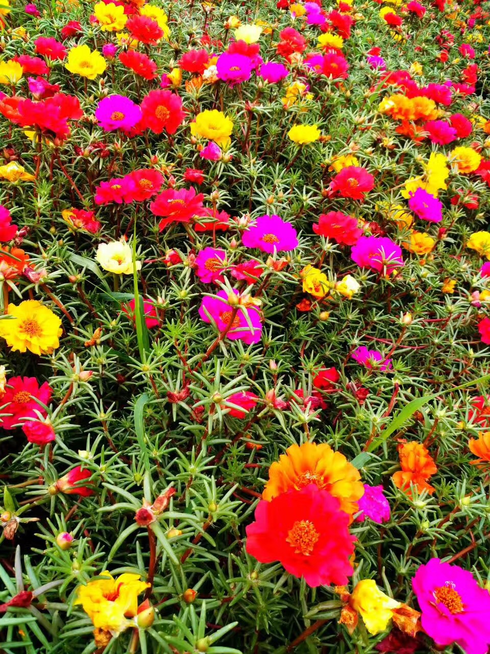 这“38种花”，当你开始收集品种时，你已入坑颇深