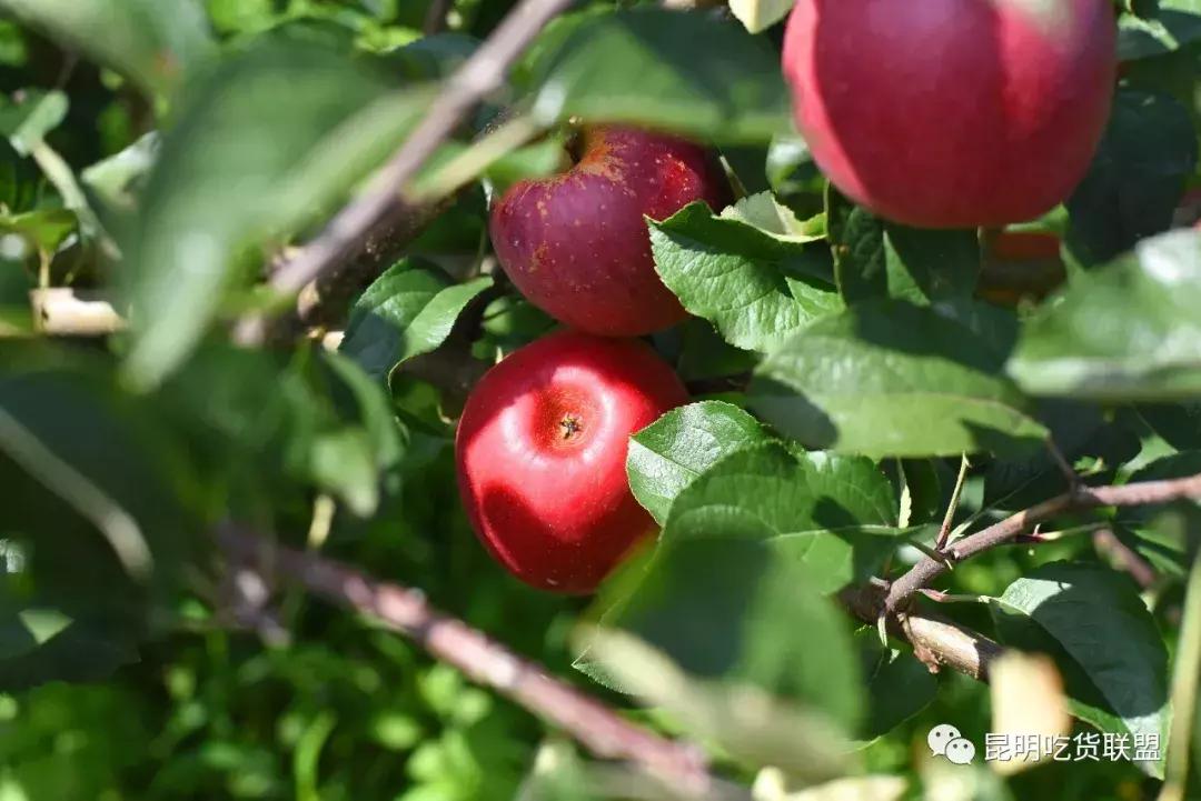 昆明采摘一日游,昆明采摘游