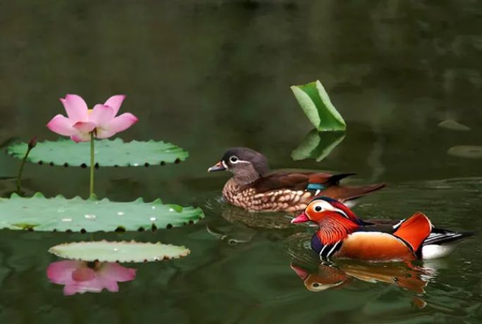 相逢在藕花深处的诗句,藕花深处等一场相逢
