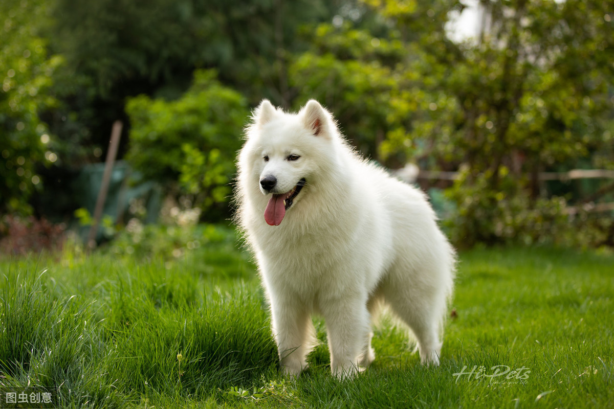 你适合养哪种狗狗,新手铲屎官最适合养的小宠物狗