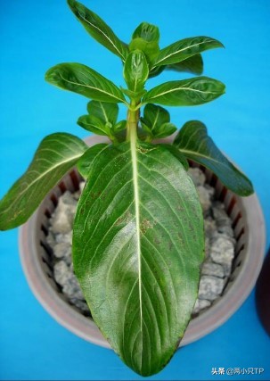 植物缺铁缺镁的症状是什么,植物缺镁最简单的补充方法