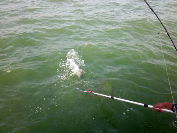 黑坑清江鱼钓鱼技巧和方法,网箱钓鱼技巧视频教程