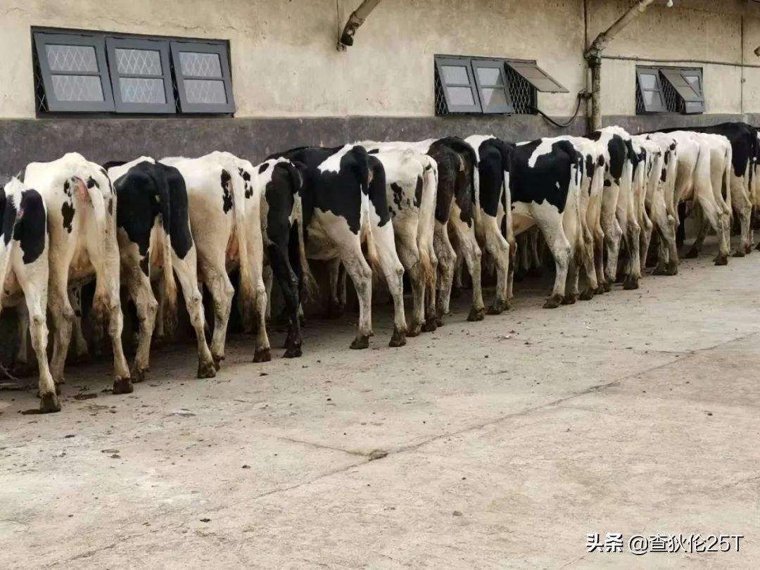 斯里兰卡努沃埃利耶小镇,斯里兰卡努沃勒埃利耶茶厂