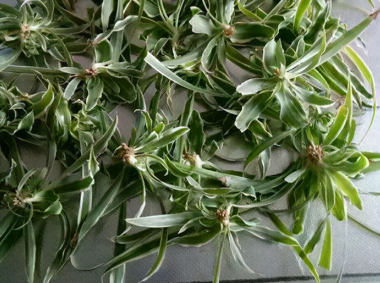 扦插的落地生根多少天可以生根,扦插新手