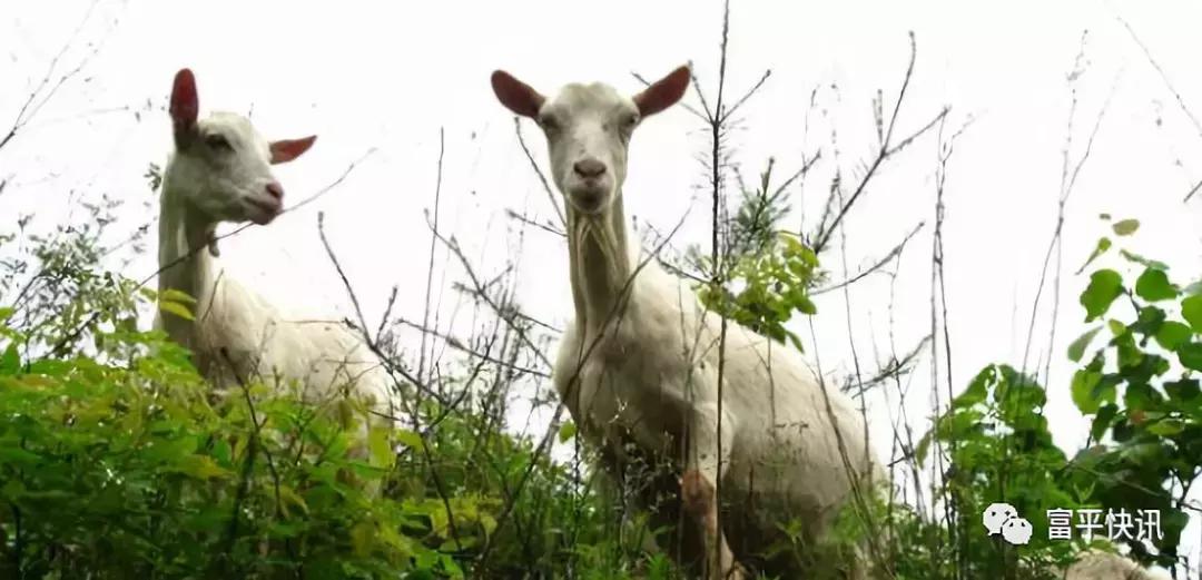 千亿奶山羊产业发展政策,中国奶山羊协会认定世界羊乳之都