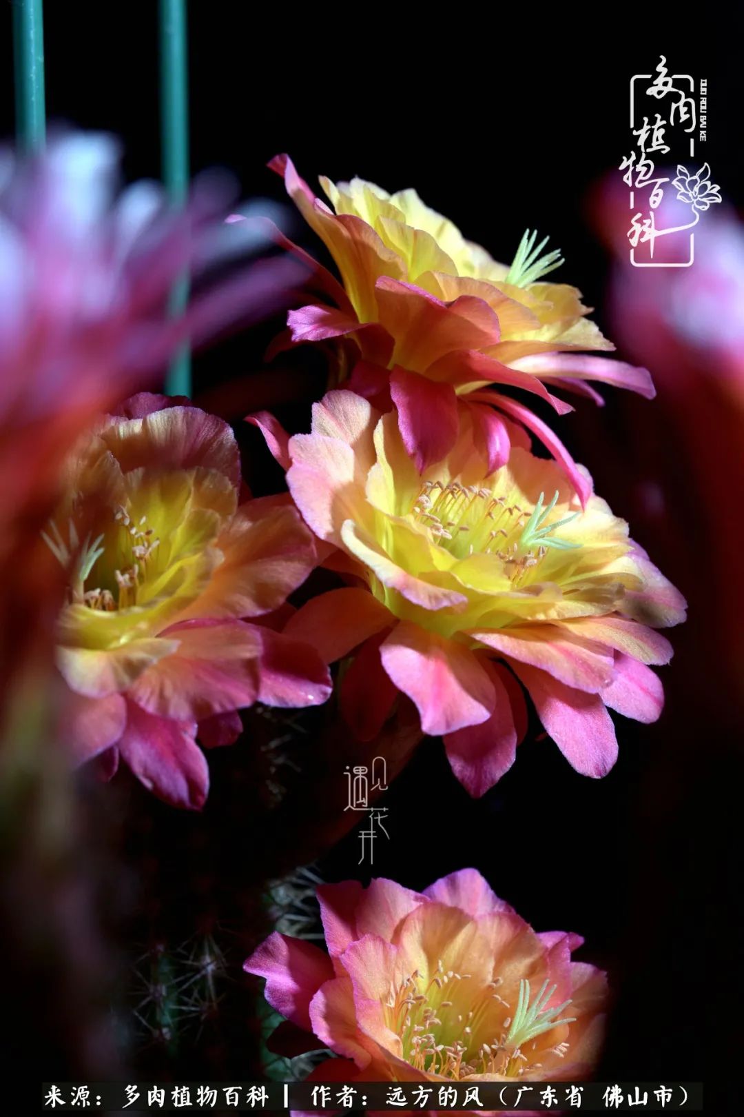 那些花儿在每个角落静静为你开着,那些花儿在每个角落静静地绽放